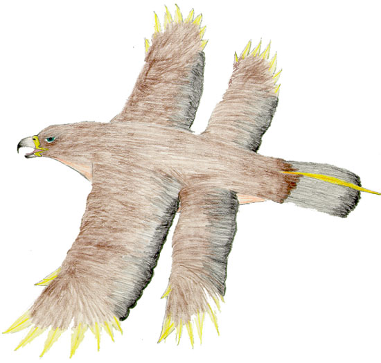 Four Winged Eagle